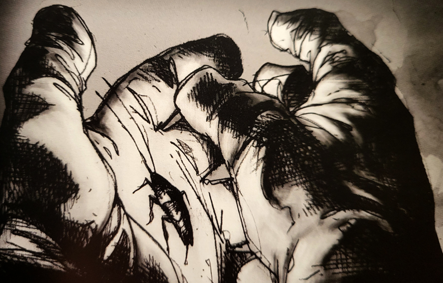 "Illustration de Blatta"